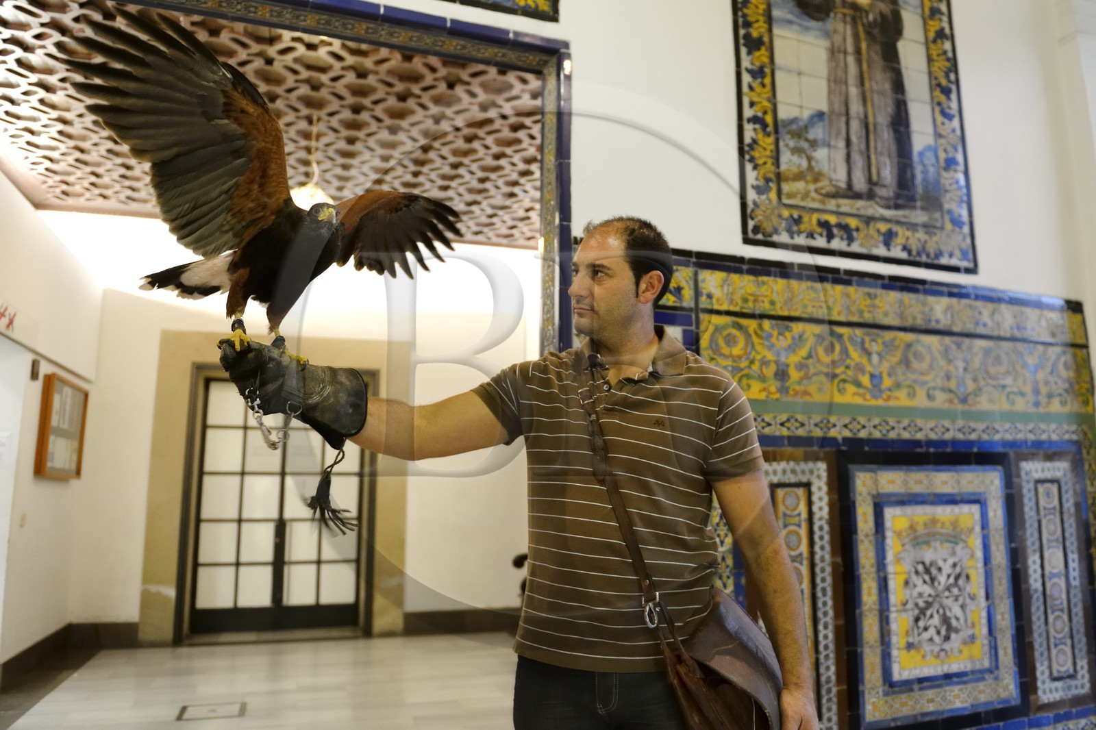 Espagne, Andalousie, Séville, Musée des beaux-arts, buse de Harris (Parabuteo unicinctus) utilisé pour chasser les pigeons indésirables