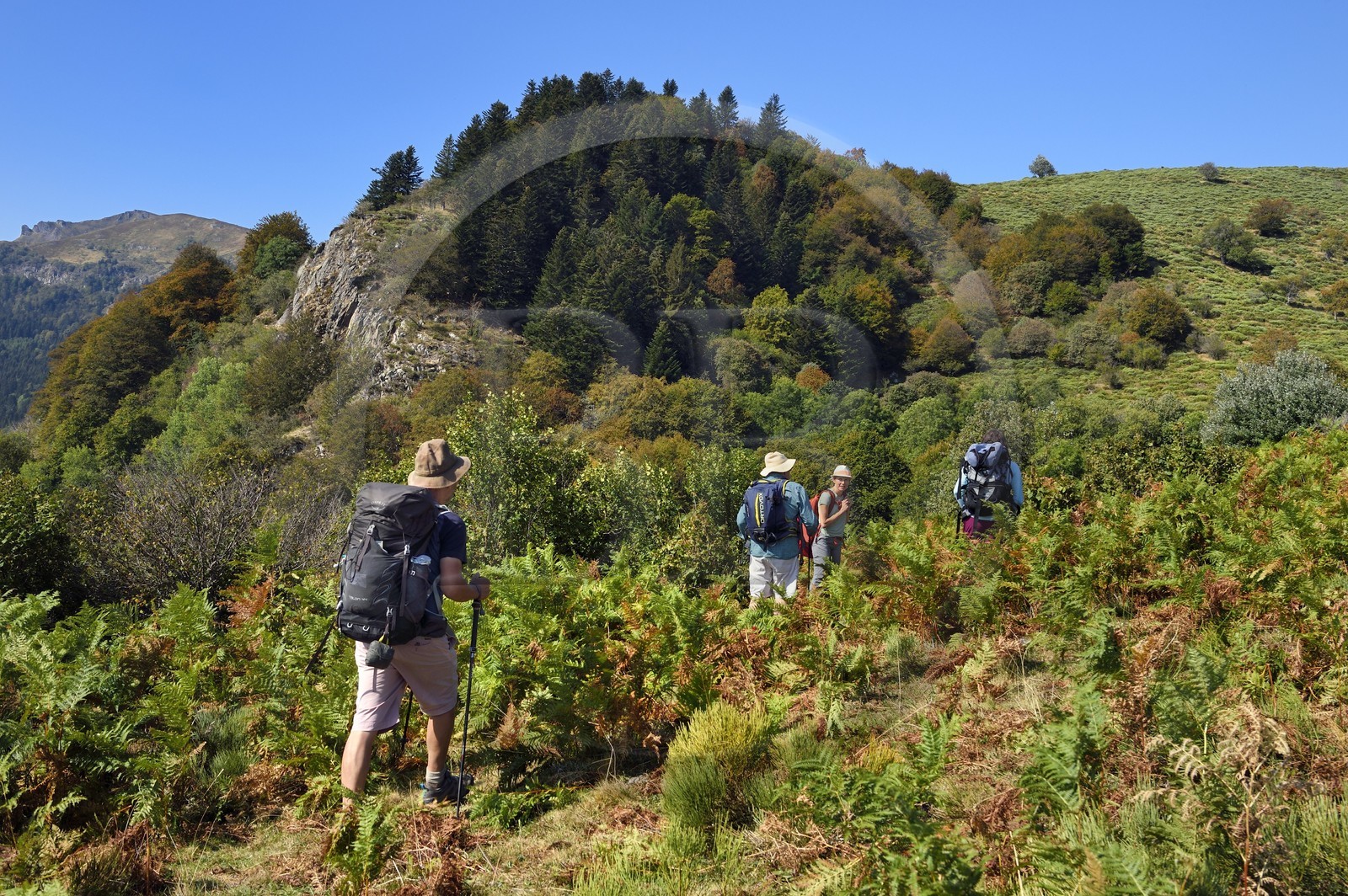 France, Cantal (15), Parc Naturel Régional des Volcans d'Auvergne, Laveissière, sur le chemin de Saint-Jacques de Compostelle par la Via Arverna, randonneurs sur les estives des pentes du Puy de Seycheuse, le Rocher du Bec de l'Aigle à gauche en arrière plan lointain