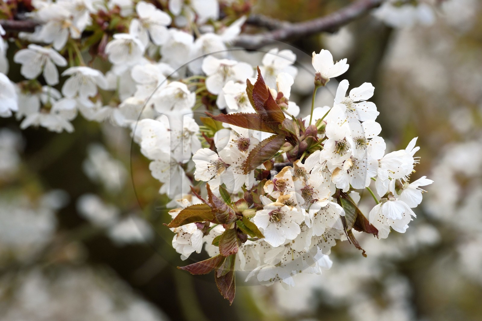 France, Meuse, Lorraine Regional Park, Cotes de Meuse, Saint Maurice sous les Cotes, mirabellier (cherry-plum tree) in bloom