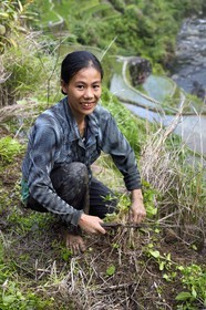 Philippines, province d'Ifugao, les rizières en terrasses de Banaue autour du village de Cambulo, classées Patrimoine Mondial de l'UNESCO, Daria Faith Wingin 32 ans, mariée et mère de deux enfants, débroussaille une parcelle pour replanter