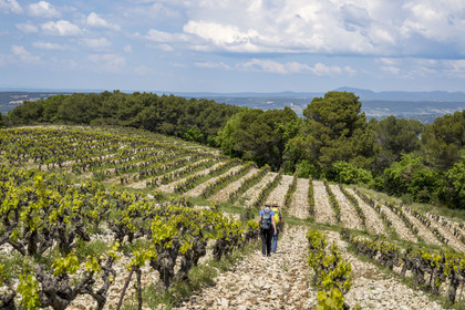 France, Vaucluse, Dentelles de Montmirail mountains, Séguret, the vineyards of the Domaine Mourchon wine estate