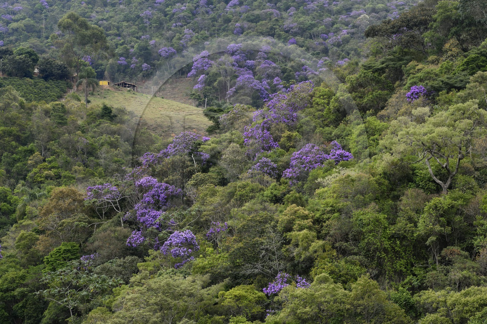 Brésil, Etat du Minas Gerais, la foret aux alentours du village de Itatiaia (Route de l'or, Estrada Real)