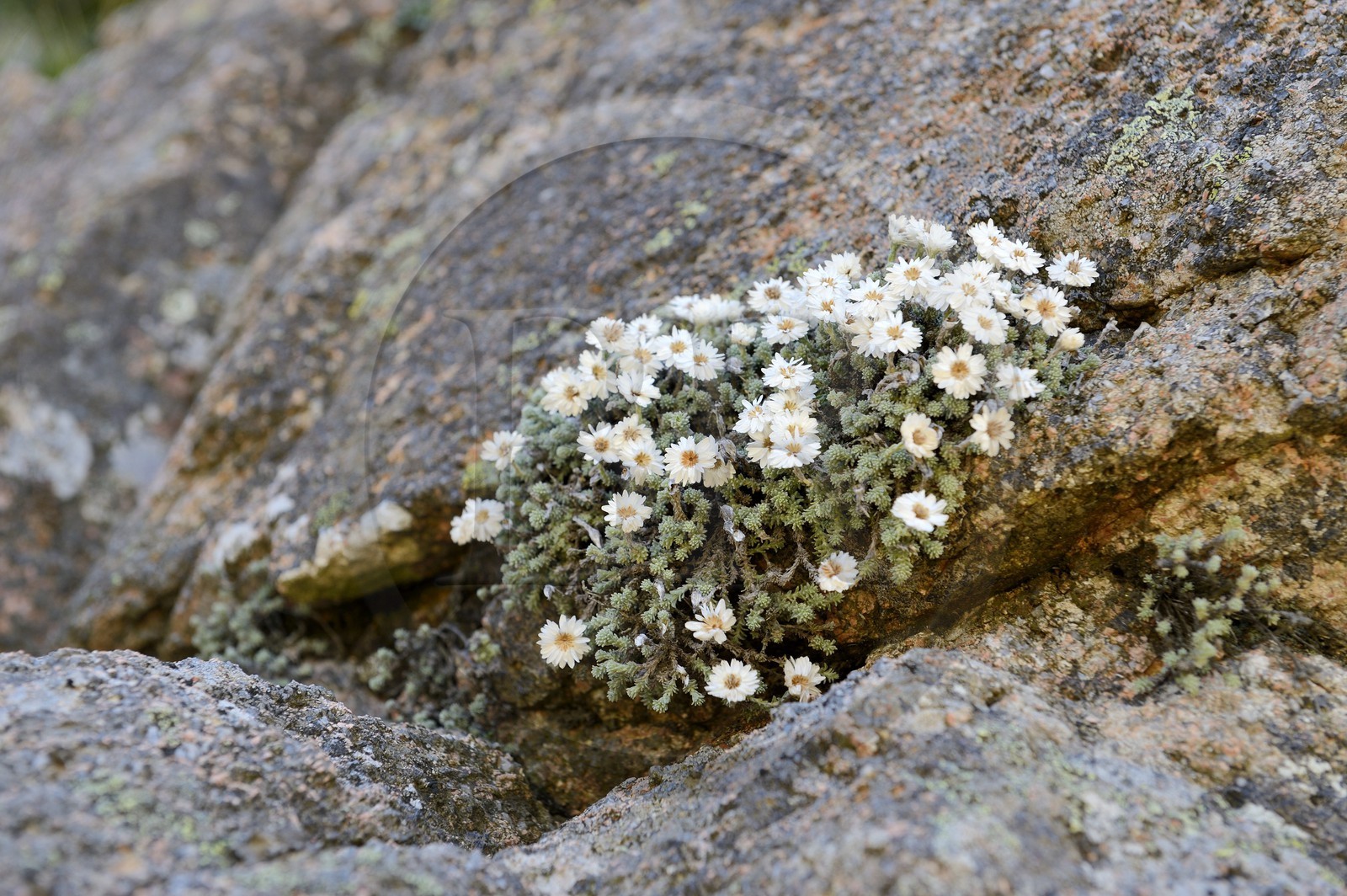France, Corse-du-Sud (2A), Alta Rocca, flore du massif de Bavella