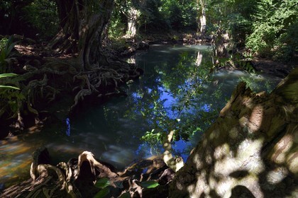 Caraïbes, Ile de la Dominique, Portsmouth, les rives de l'Indian River, sang-dragon (Pterocarpus officinalis)