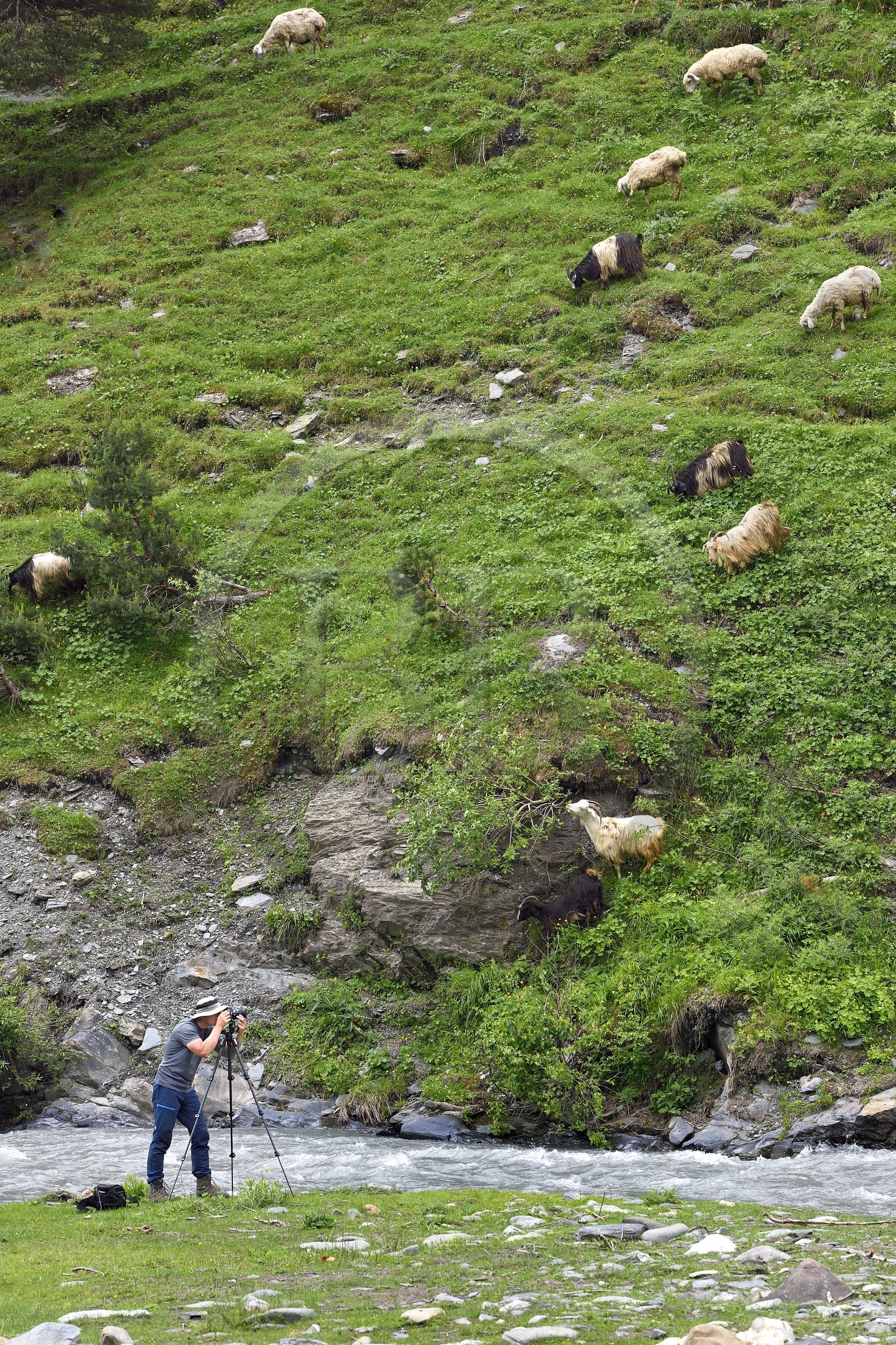 Géorgie, Kakheti, Parc national de Touchétie, vallée de la rivière Alazani dans les montagnes de Pirikiti, randonneur photographe et troupeau de moutons en bordure de rivière