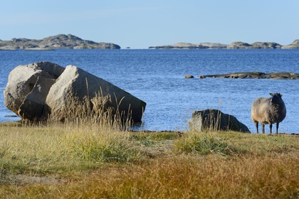 Sweden, Västra Götaland, Koster Islands, Sydkoster, sheep by the sea