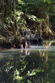 Caraïbes, Ile de la Dominique, Portsmouth, les rives de l'Indian River, sang-dragon (Pterocarpus officinalis)