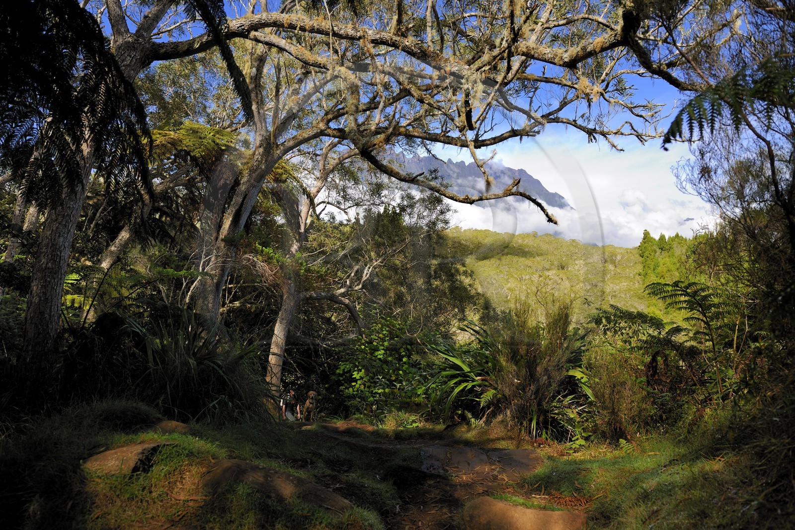 France, île de la Réunion, forêt de Bélouve