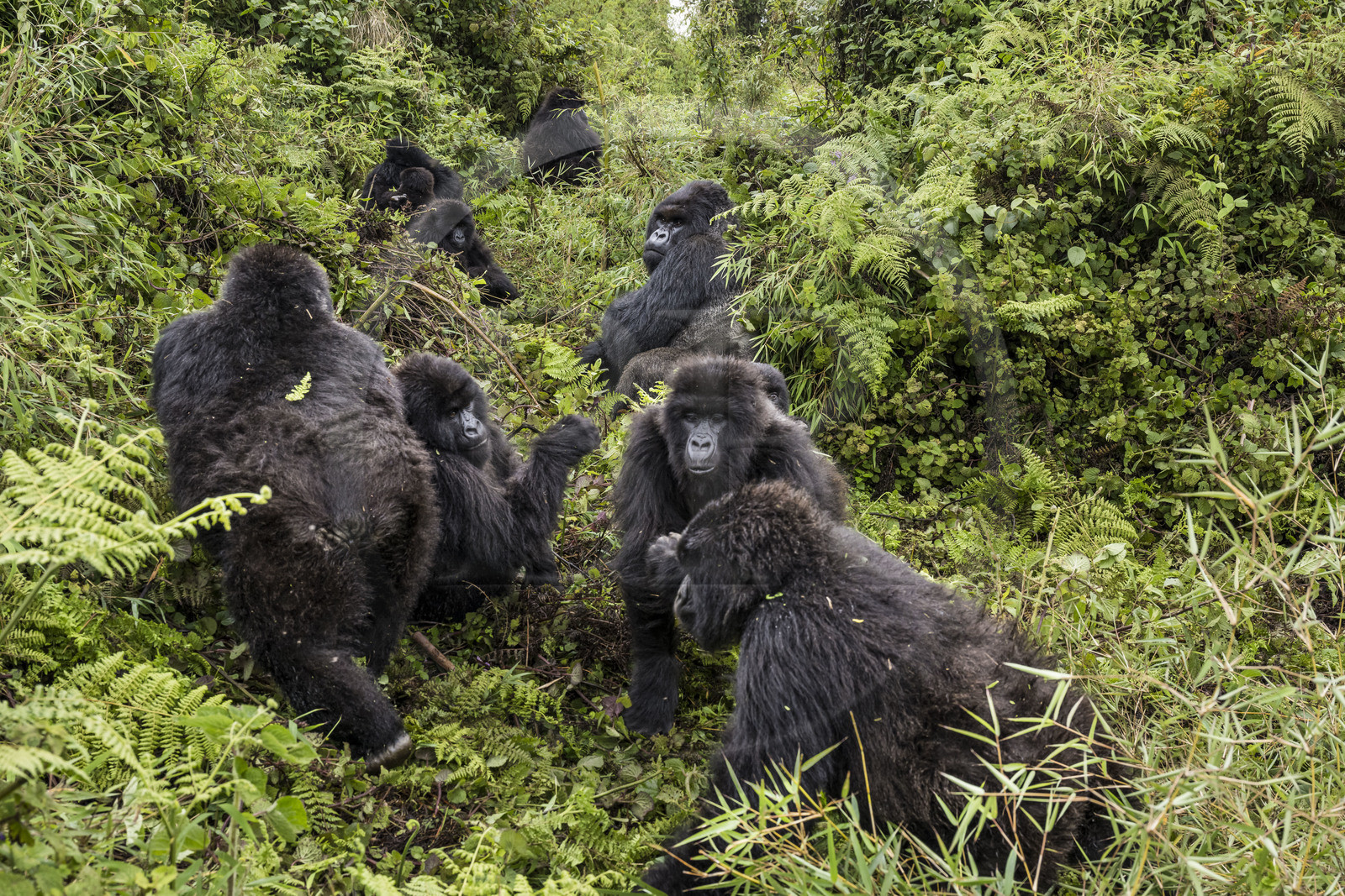 Rwanda, North Province, Volcanoes National Park in the chain of the Virunga Mountains, Mount Karisimbi, mountain gorillas (Gorilla beringei beringei), the silverback (silverback) named Impuzamahanga who is the dominant male in the center in the background