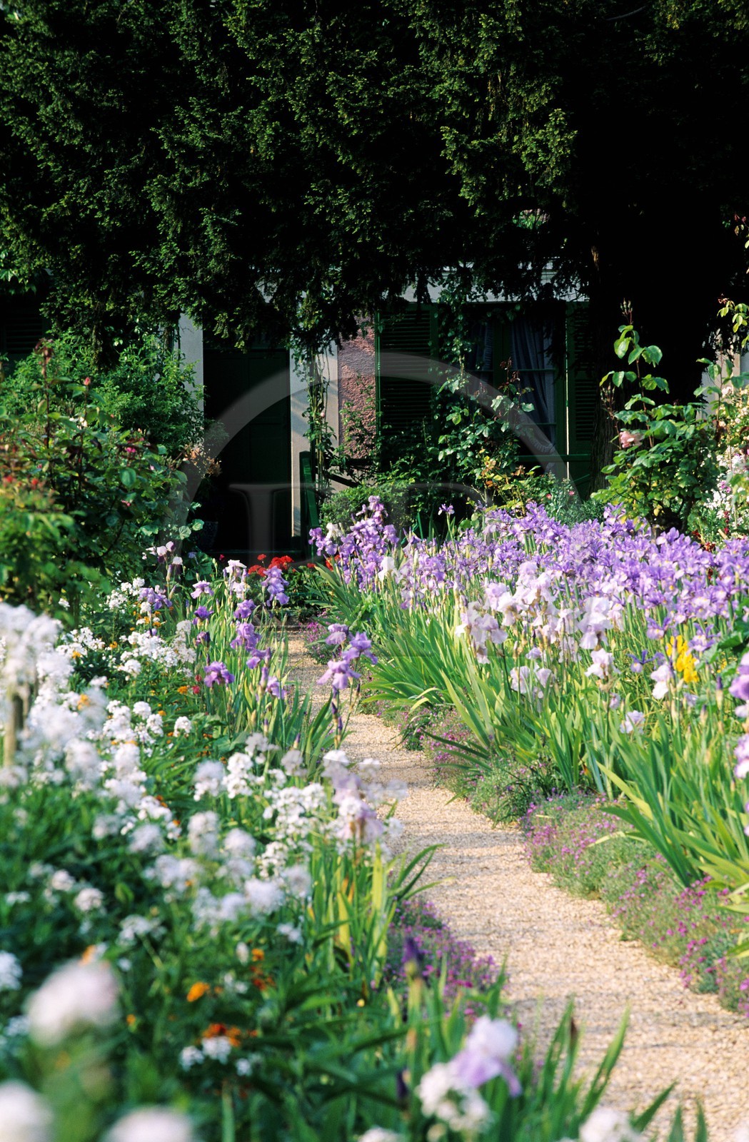 France, Eure (27), Giverny, jardin de Claude Monet, fleurs de mai