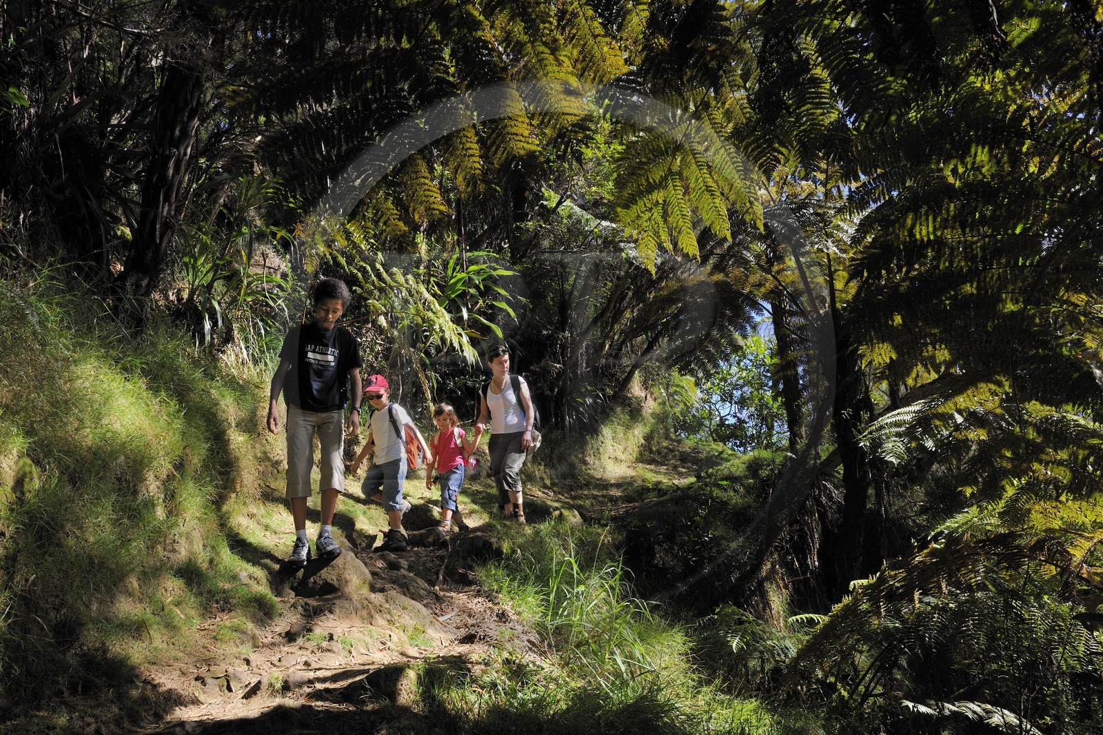 France, île de la Réunion, randonneurs en forêt de Bélouve