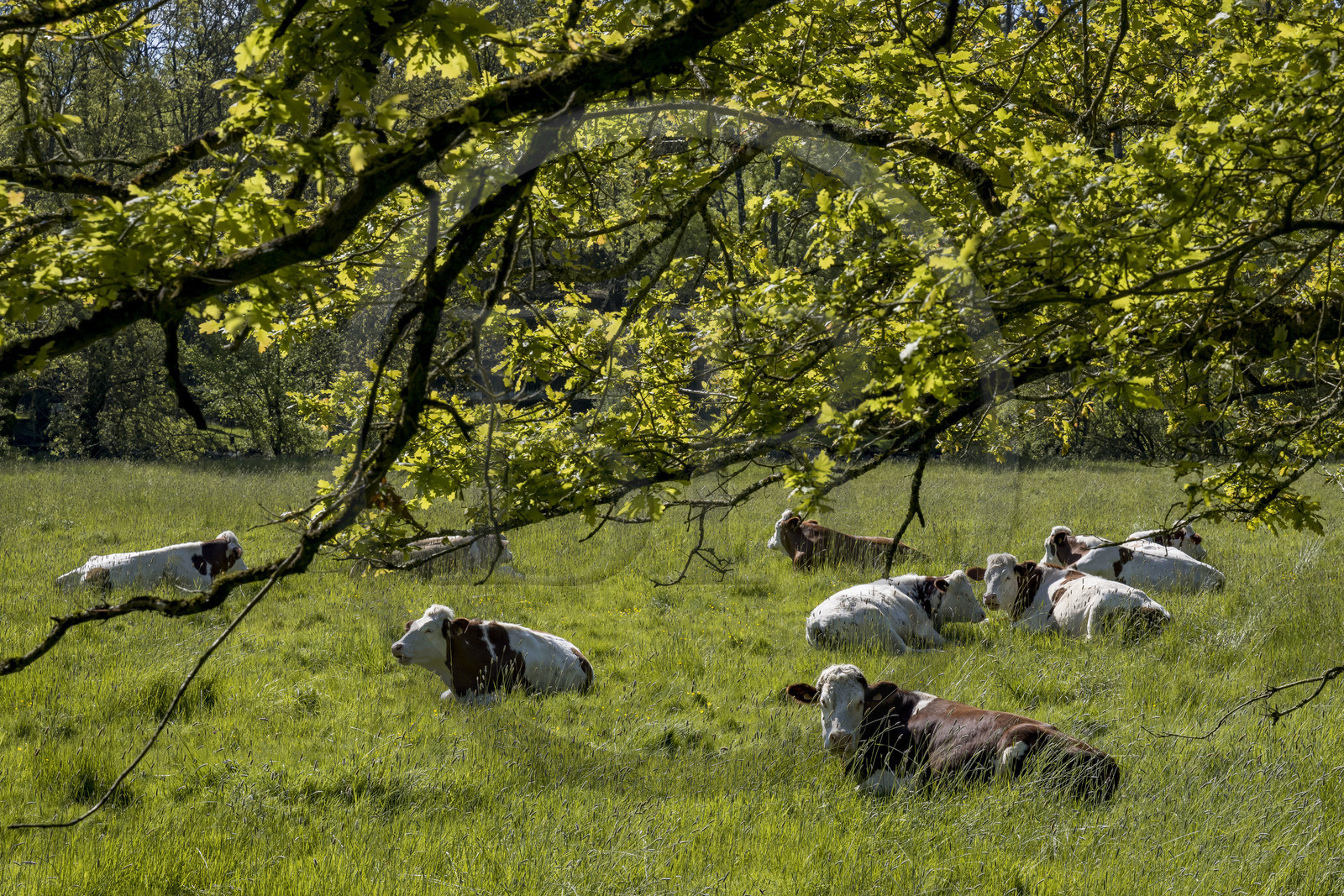 France, Vendee, Mortagne sur Sèvre, cows in the meadow