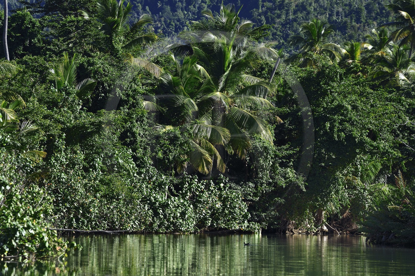 Caraïbes, Ile de la Dominique, Portsmouth, les rives de l'Indian River