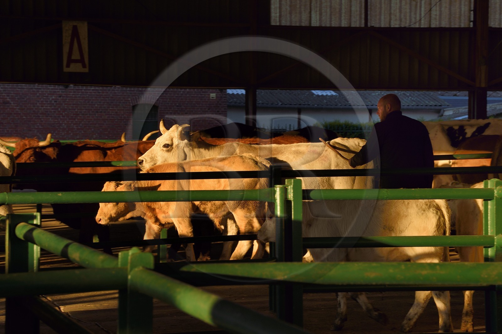 France, Seine-Maritime (76), Forges-les-eaux, marché couvert aux bestiaux
