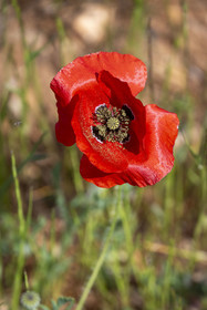 France, Alpes-de-Haute-Provence (04), Parc Naturel Régional du Verdon, Quinson, coquelicot dans un champ