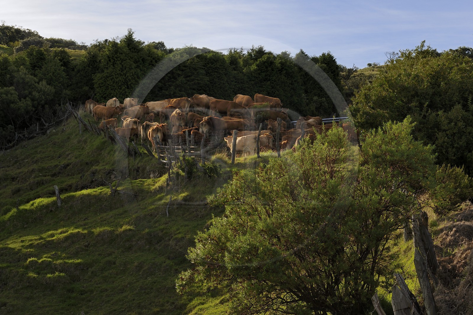 France, Ile de la Reunion, troupeau de vaches sur les pentes du volcan du Piton de la Fournaise