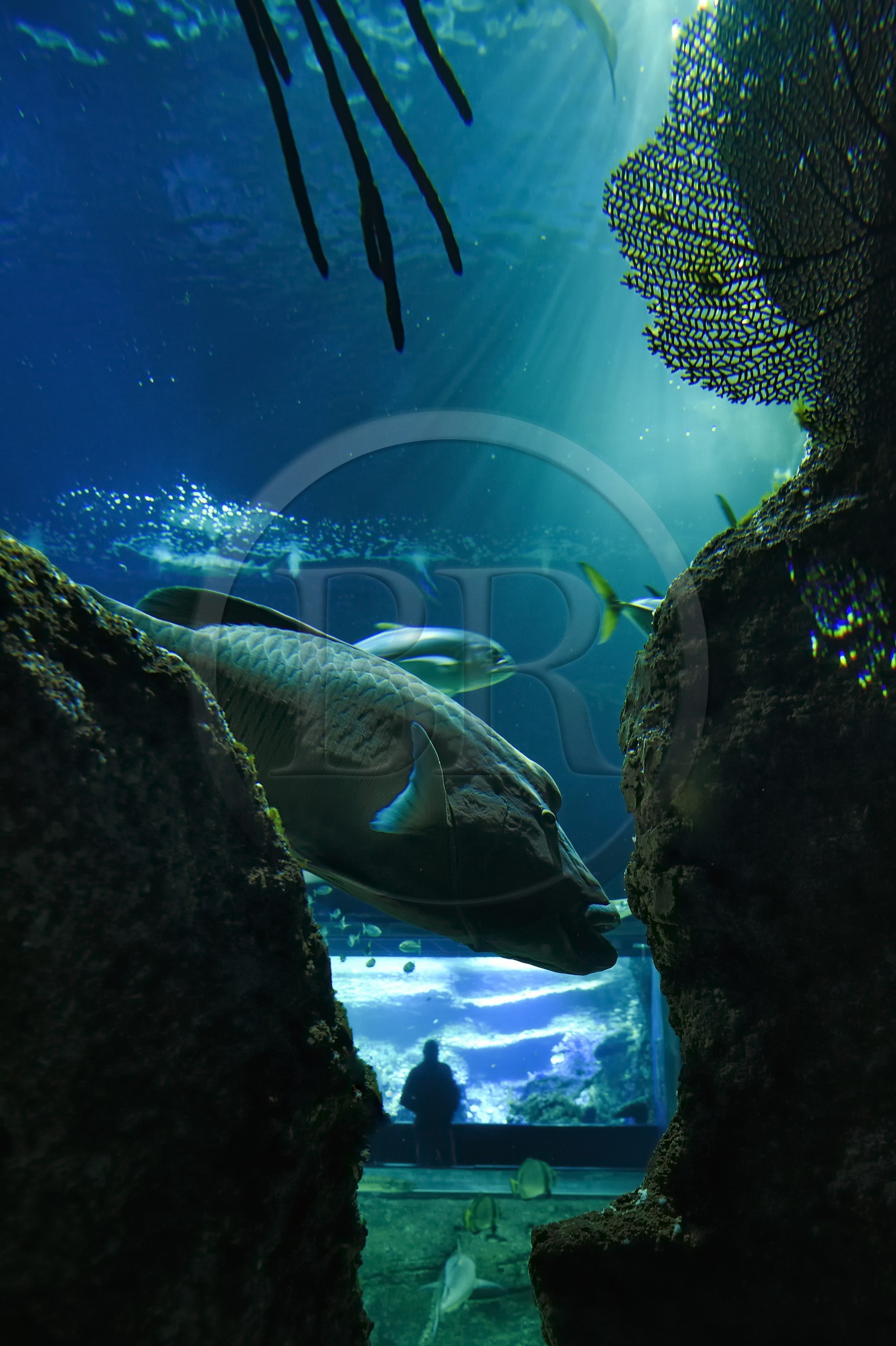 France, Pyrénées-Atlantiques (64), Pays-Basque, Biarritz, l'Aquarium - le Musée de la Mer, poisson napoléon (Cheilinus undulatus)