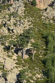 France, Corse du Sud, Alta Rocca, Aiguilles de Bavella (Bavella Needles), hikers on the alpine variante of the GR 20 (Grande Randonnée itinerary)
