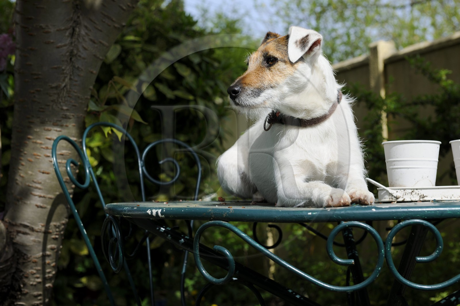 France, Val de Marne, Bry-sur-Marne, Cali a Parson Russell Terrier