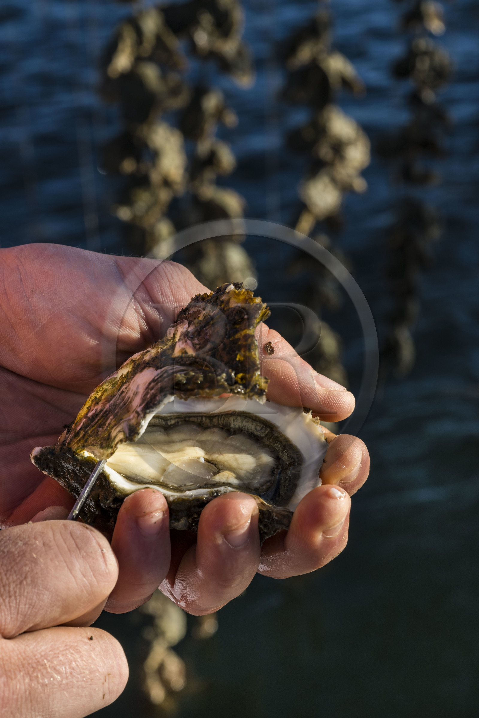 France, Hérault (34), Etang de Thau, Mèze, les producteurs de coquillages Quentin et Emmeline
