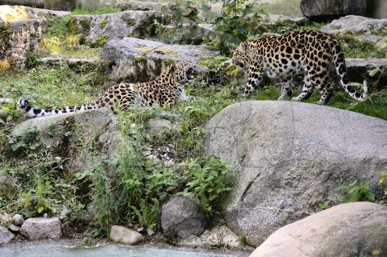 France, Haut Rhin, Mulhouse, botanical and zoological park, Amur leopard (Panthera pardus orientalis)