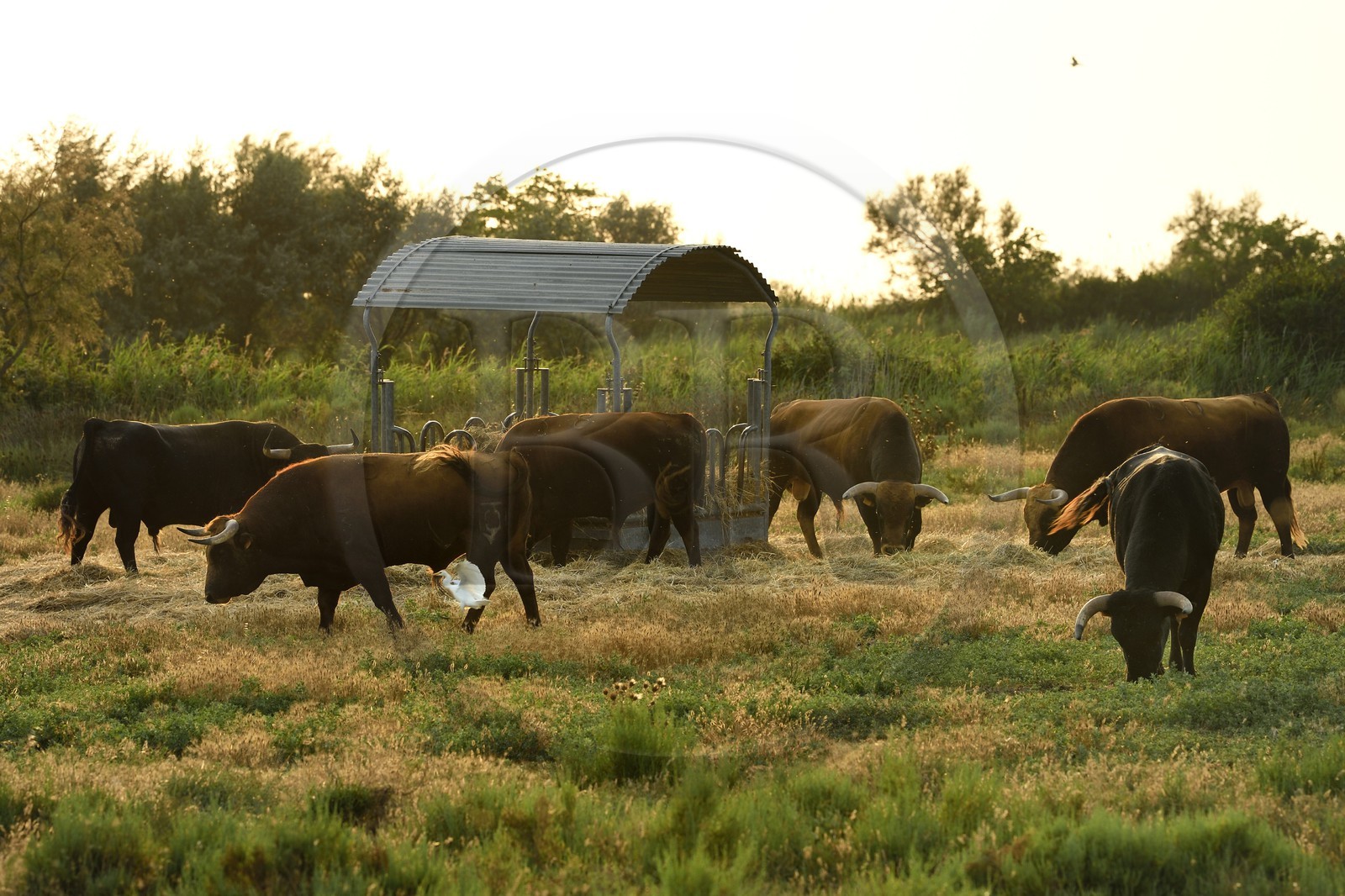 France, Bouches-du-Rhône (13), Parc naturel régional de Camargue, étang de Vaccares, race bovine de combat, élevage de taureaux dits espagnols destinés aux corridas par des ganaderias