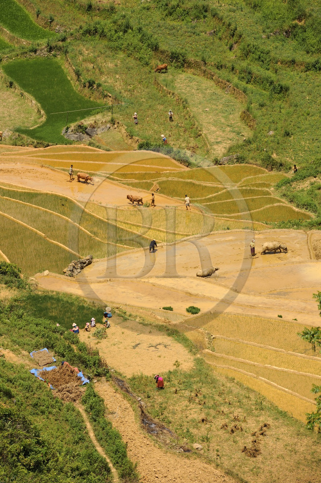 Vietnam, province de Lao Cai, région de Bac Ha, Can Cau, rizières en terrasses