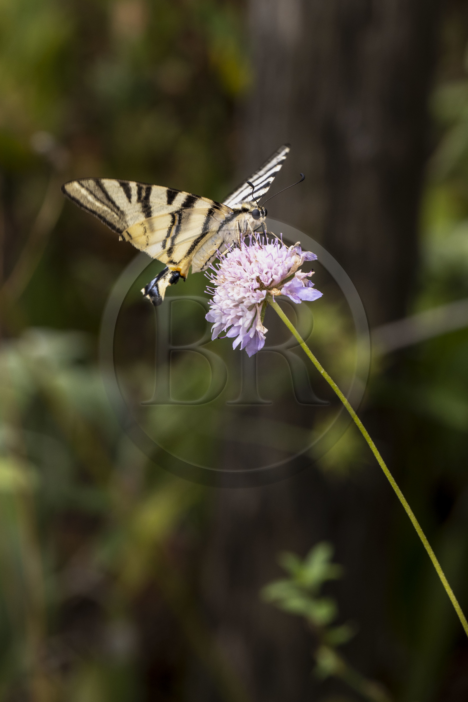 France, Alpes-Maritimes, Mouans-Sartoux, Gardens of the International Museum of Perfumery (Musée International de la Parfumerie - MIP), scarce swallowtail (Iphiclides podalirius) butterfly