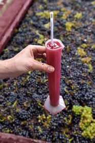 France, Haut-Rhin (68), Route des vins d'Alsace, Bergheim, Domaine viticole Marcel Deiss, fermentation du raisin dans une grande cuve, mustimètre, densimètre utilisé par les viticulteurs pour évaluer le taux d'alcool probable de leur vin