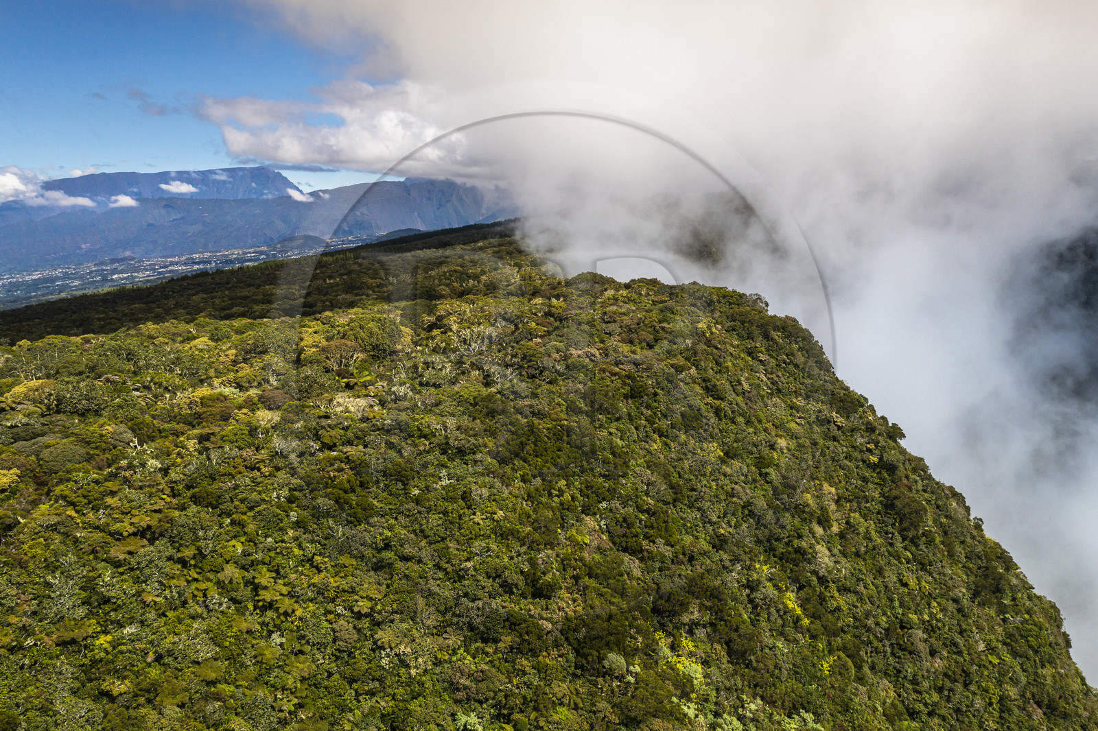 France, Ile de la Reunion, Parc National de la Réunion classé Patrimoine Mondial de l'UNESCO, volcan du Piton de la Fournaise, Foret des Hauts de Mont-Vert au dessus de la vallée de la Rivière des Remparts (vue aérienne)