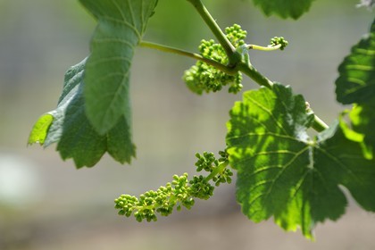 Etats-Unis, Californie, Russian Valley River, le vignoble de De Loach, fleur de vigne