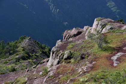 France, Alpes-Maritimes (06), Massif du Mercantour, site natura 2000, L'Ilion, sur les hauteurs des Gorges du Cians aux sols de pélite rouge