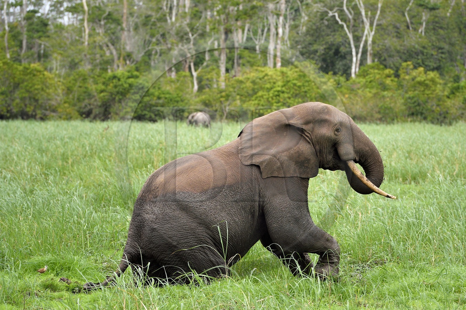 Gabon, province de Ogooué- Maritime, Parc National du Loango, site de Akaka dans la lagune du Fernan Vaz (Nkomi), éléphant de forêt d'Afrique (Loxodonta cyclotis)