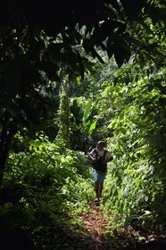 Caribbean, Dominica Island, hikers on segment 13 of the Waitukubuli National Trail in the north of the island between Pennville and Capuchin at the place called Grand Fond
