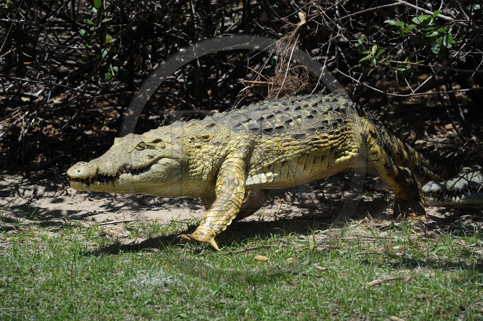 Tanzanie, Reserve de gibier de Selous une des plus grandes zones protégées au monde et inscrite sur la liste du patrimoine mondial de l’Unesco depuis 1982, crocodile du Nil (Crocodylus niloticus) sur le lac Nzerakera formé par la rivière Rufiji
