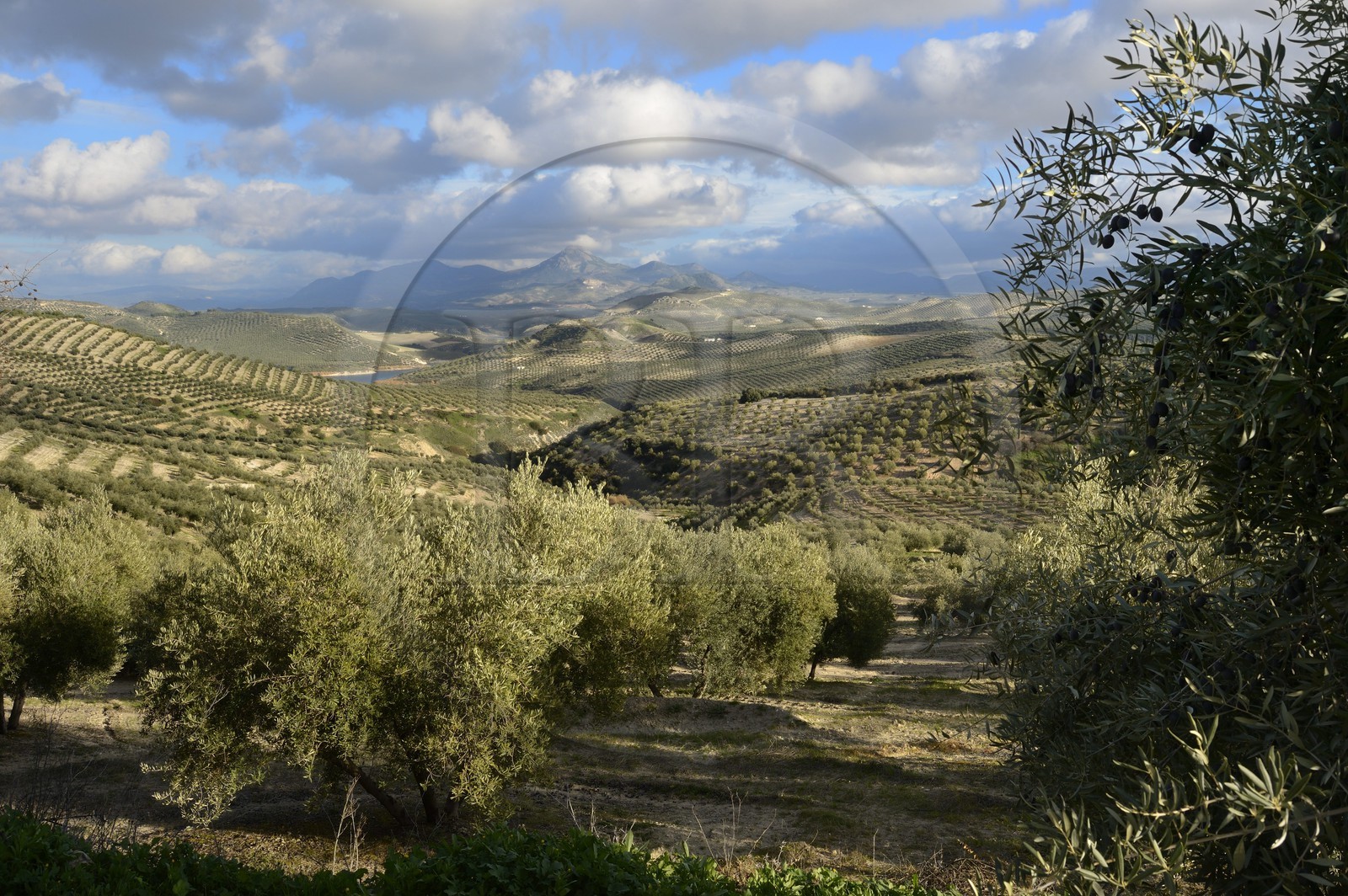 Spain, Andalusia, Jaén Province, olive groves south of Martos between Baena and Alcaudete, the Sierra Magina in the background