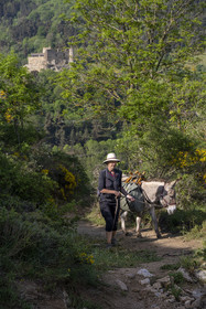 France, Haute-Loire (43), Goudet, le chateau de Beaufort construit vers 1200 domine la vallée de la Loire, randonnée avec un âne sur le chemin de Stevenson (GR 70)