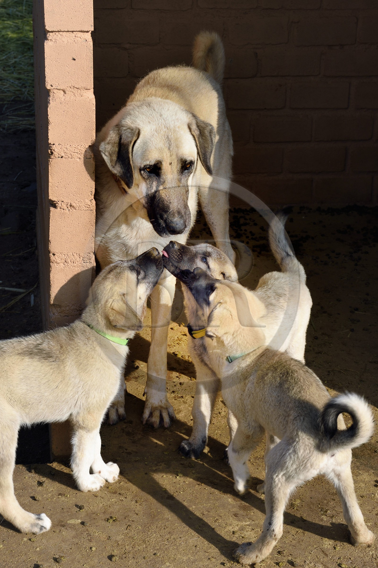 Namibia, Otjiwarongo, Cheetah Conservation Fund, research and education centre, CCF’s Livestock Guarding Dog Program has been highly effective at reducing predation rates and thereby reducing the inclination by farmers to trap or shoot cheetahs, Anatolian shepherd Kangal dog breeding