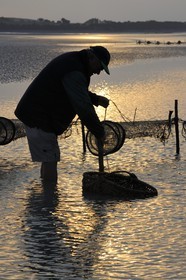 France, Manche, Bay of Mont Saint Michel, listed as World Heritage by UNESCO, Beach fisherman Guy Jugan lifting his nets full of Crangon crangon (grey shrimp) shrimps at dawn