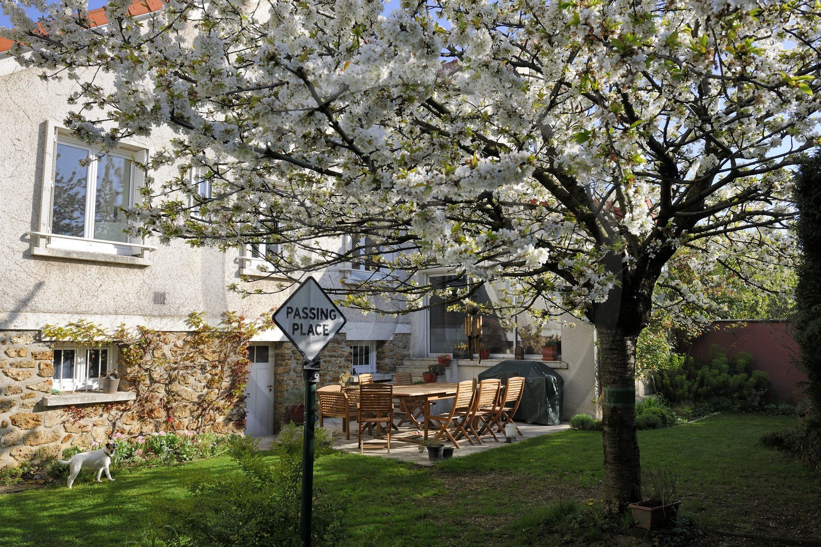France, Val de Marne, the Marne riverside, Bry-sur-Marne, cherry tree in bloom in the garden of a suburb house