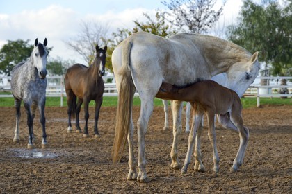 Espagne, Andalousie, province de Séville, Utrera, le haras Ayala (Yeguada Ayala), Pure race espagnole ou PRE (Pura Raza Espanola), poulain allaitant sa mère