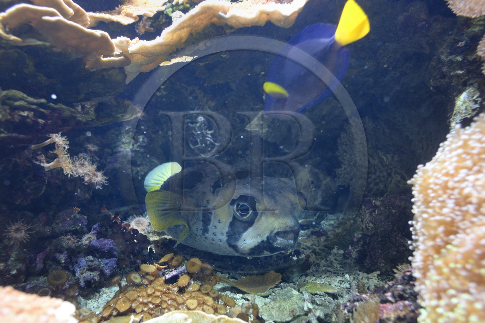 France, Finistère (29), Brest, Océanopolis, Poisson porc-épic à taches auréolées (diodon liturosus)