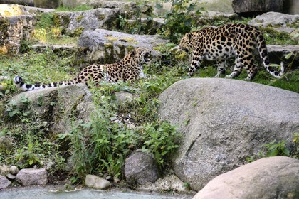 France, Haut-Rhin (68), Mulhouse, parc zoologique et botanique,  panthère de l’Amour (Pantheras pardus orientalis)