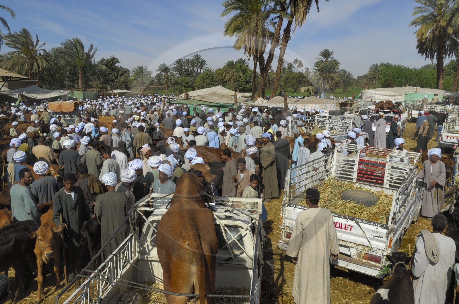 Egypte, Haute Egypte, Daraw au nord d'Assouan, marché aux vaches