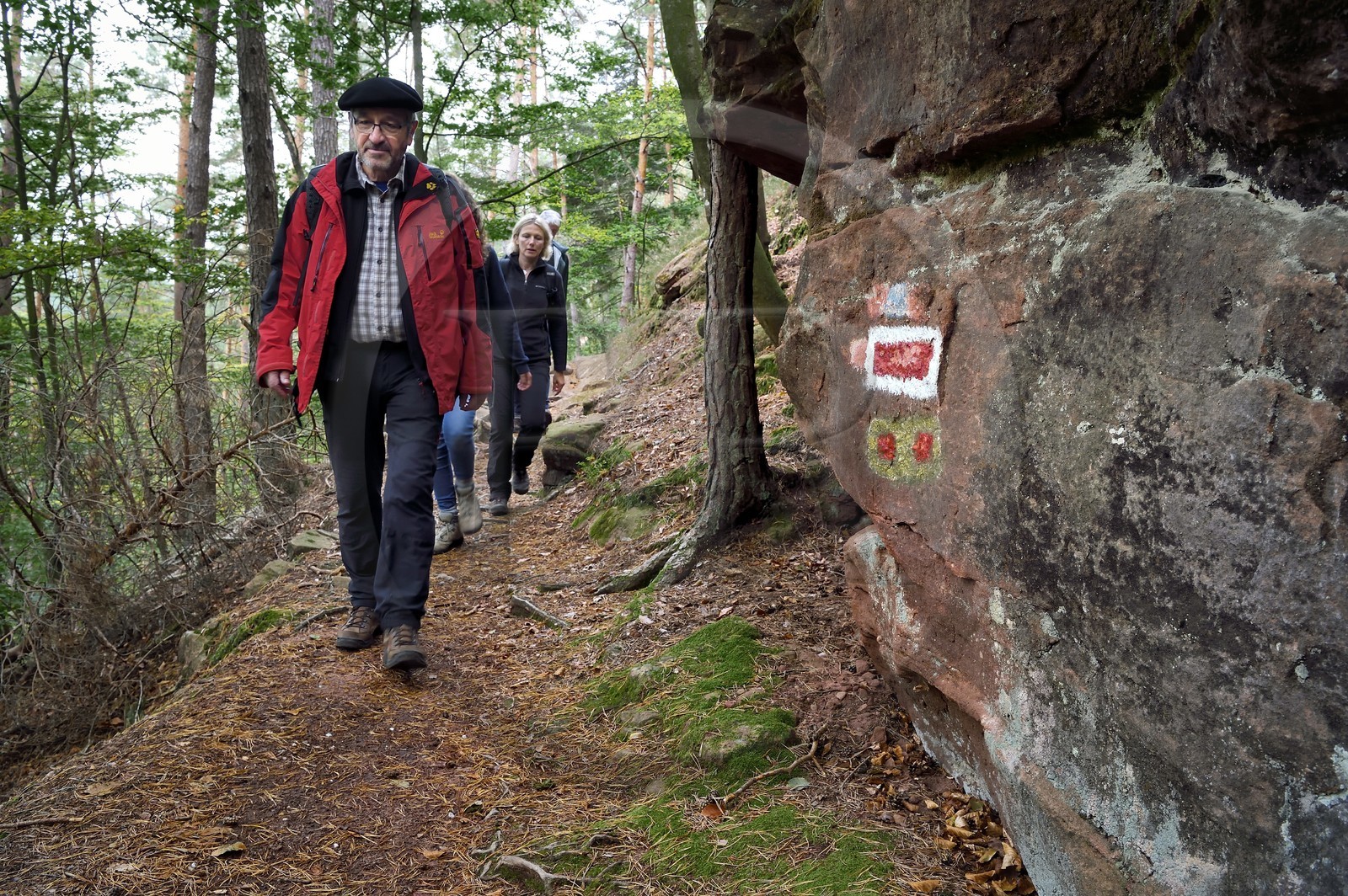 France, Bas Rhin, Northern Vosges Regional Natural Park, Obersteinbach, Steinbach national forest, hikers on the GR53 trail leading to the Wasigenstein castle, Jean-Louis Pfeffer vice president of the Club Vosgien federation