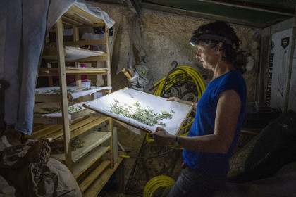 France, Alpes-Maritimes (06), Cap-d’Ail, Murielle Iris créatrice de Les Sauvages, elle fait la cueillette de la plupart de ses plantes en montagne et les fait sêcher dans le noir