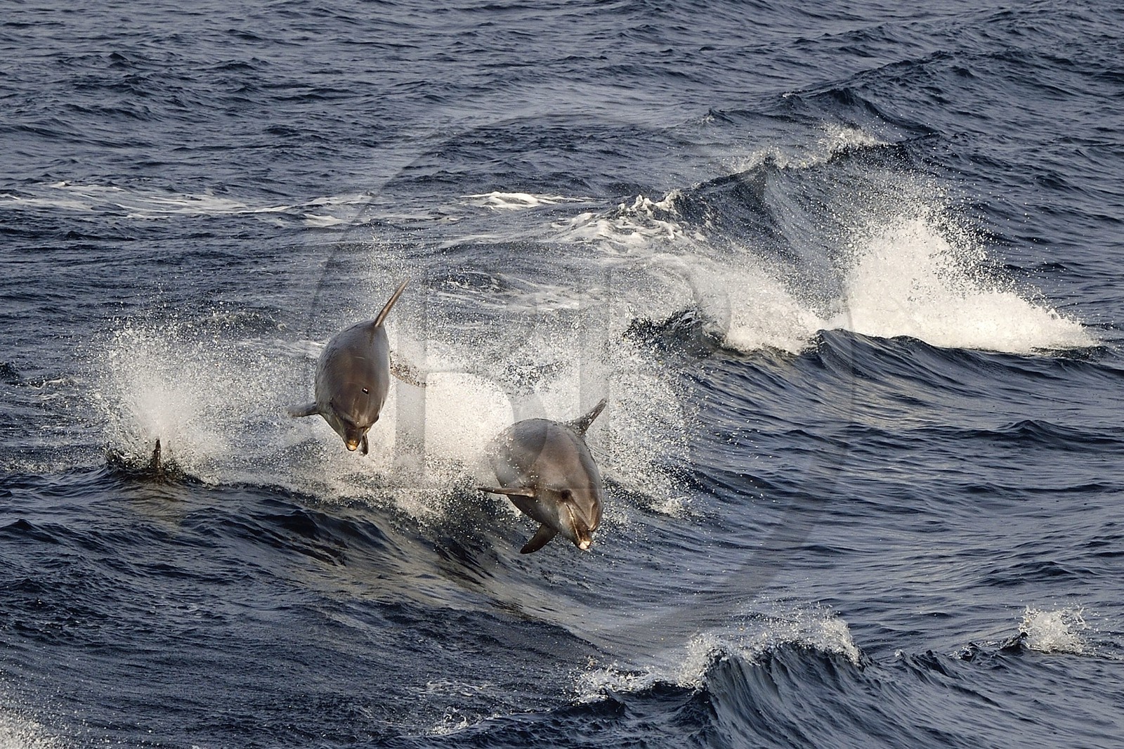 France, Var (83), Iles d'Hyères, parc national de Port Cros, Ile de Porquerolles, grands dauphins aussi appelé souffleur, dauphin à gros nez ou tursiops (Tursiops truncatus)