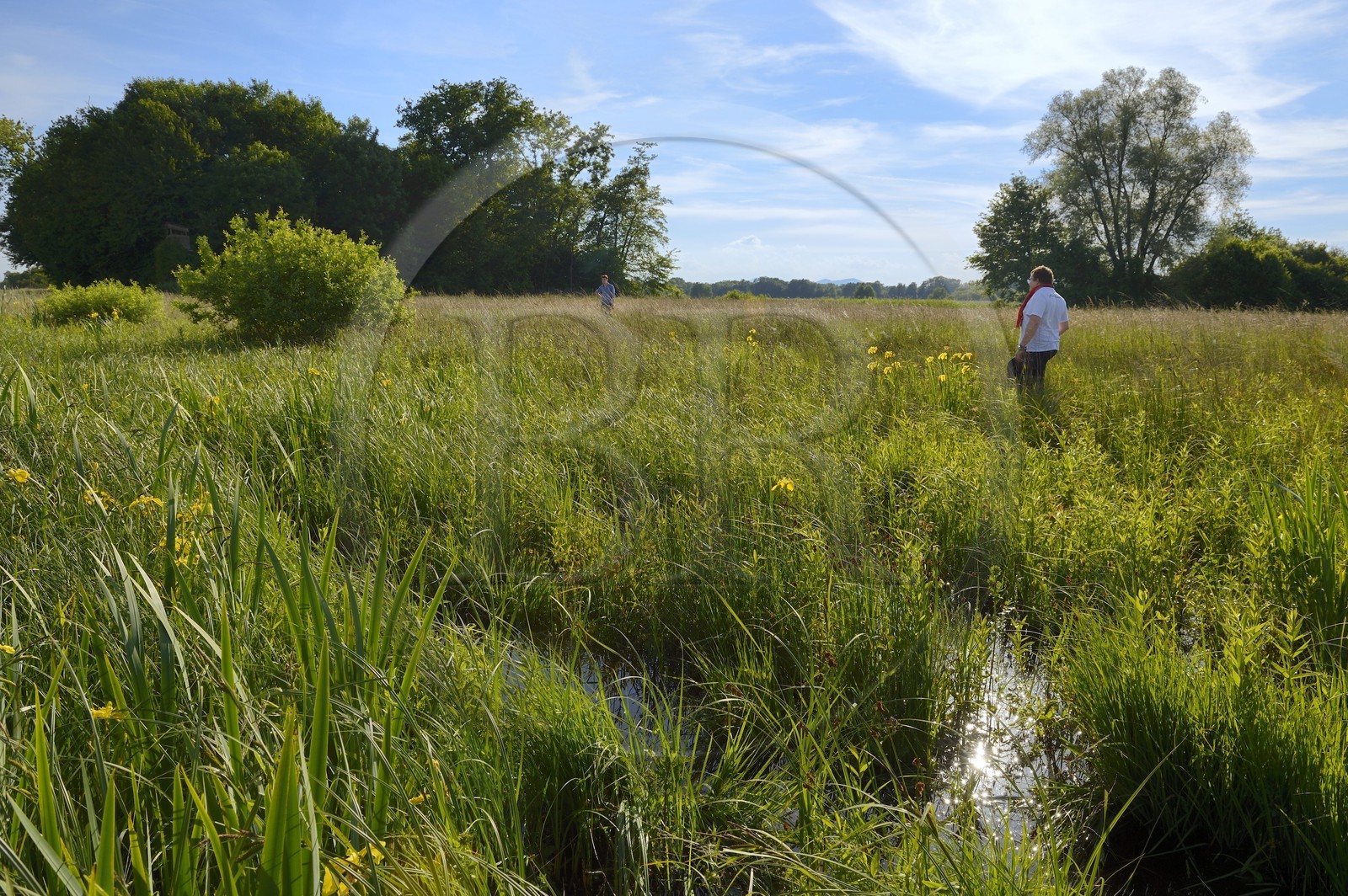 France, Bas Rhin, the Ried towards Herbsheim, the wet meadows