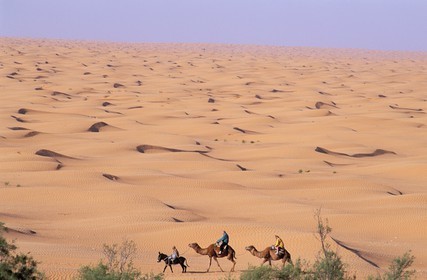 Tunisie, sud tunisien, oasis de Ksar Ghilane, méharée dans les dunes de sable ocre du Grand Erg oriental