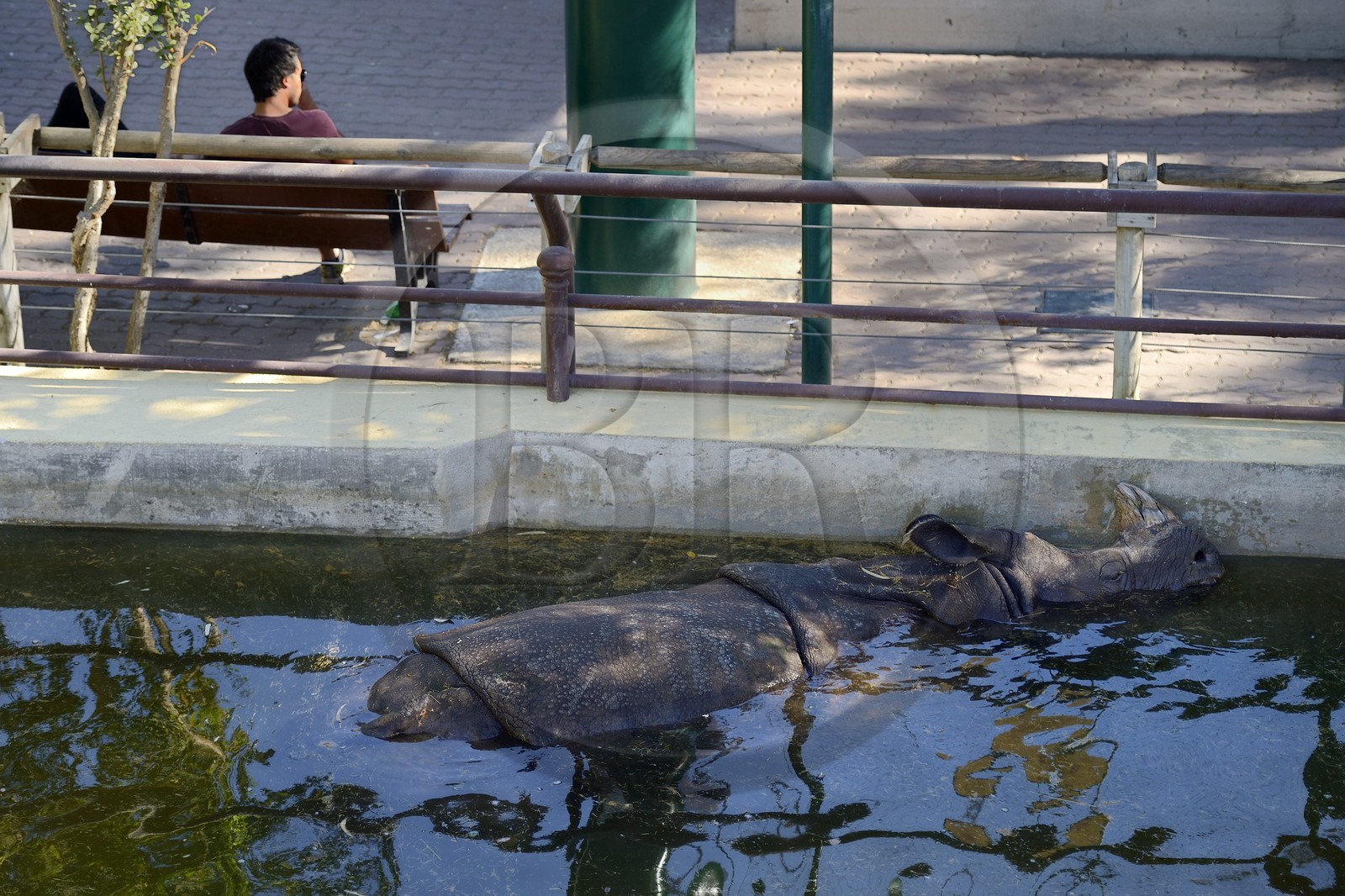 Portugal, Lisbonne, Jardin zoologique, Rhinocéros indien(Rhinoceros unicornis)